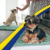 image:imageMuddy Mat 2Piece Atlantic Blue Medium 30X19 ASSEENONTV Highly Absorbent Microfiber Door Mat Bath Mat and Pet Rug Non Slip Thick Washable Soft Chenille for Kitchen Bedroom Indoor and OutdoorSeafoam Green