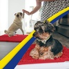image:imageMuddy Mat Pack of 3 Highly Absorbent Microfiber Dog Door Mat and Pet Rug Non Slip Thick Washable Area Mat Soft Chenille for Kitchen Bathroom Bedroom and Outdoor  Brown Small Medium amp LargeRed