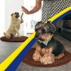 image:imageMuddy Mat Shown on TV  Super Absorbent Microfiber Dog Door Mat for Muddy Paws NonSlip Washable Pet Rug Quick Dry Chenille Entryway Carpet Machine Washable Indoor Outdoor Mat Grey Round 4ftChocolate Brown
