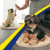image:imageMuddy Mat Shown on TV  Super Absorbent Microfiber Dog Door Mat for Muddy Paws NonSlip Washable Pet Rug Quick Dry Chenille Entryway Carpet Machine Washable Indoor Outdoor Mat Grey Round 4ftBeige