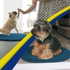image:imageMuddy Mat Shown on TV  Super Absorbent Microfiber Dog Door Mat for Muddy Paws NonSlip Washable Pet Rug Quick Dry Chenille Entryway Carpet Machine Washable Indoor Outdoor Mat Grey Oval 3ft x 5ftAtlantic Blue