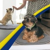 image:imageMuddy Mat Shown on TV  Super Absorbent Microfiber Dog Door Mat for Muddy Paws NonSlip Washable Pet Rug Quick Dry Chenille Entryway Carpet Machine Washable Indoor Outdoor Mat Grey Oval 3ft x 5ftGrey