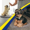 image:imageMuddy Mat Shown on TV  Super Absorbent Microfiber Dog Door Mat for Muddy Paws NonSlip Washable Pet Rug Quick Dry Chenille Entryway Carpet Machine Washable Indoor Outdoor Mat Grey Round 4ftGrey