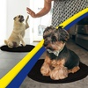 image:imageMuddy Mat Shown on TV  Super Absorbent Microfiber Dog Door Mat for Muddy Paws NonSlip Washable Pet Rug Quick Dry Chenille Entryway Carpet Machine Washable Indoor Outdoor Mat Grey Round 4ftBlack
