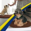 image:imageMuddy Mat Shown on TV  Super Absorbent Microfiber Dog Door Mat for Muddy Paws NonSlip Washable Pet Rug Quick Dry Chenille Entryway Carpet Machine Washable Indoor Outdoor Mat Grey Oval 3ft x 5ftChocolate Brown