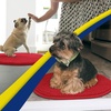 image:imageMuddy Mat Shown on TV  Super Absorbent Microfiber Dog Door Mat for Muddy Paws NonSlip Washable Pet Rug Quick Dry Chenille Entryway Carpet Machine Washable Indoor Outdoor Mat Grey Oval 3ft x 5ftRed