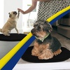 image:imageMuddy Mat Shown on TV  Super Absorbent Microfiber Dog Door Mat for Muddy Paws NonSlip Washable Pet Rug Quick Dry Chenille Entryway Carpet Machine Washable Indoor Outdoor Mat Grey Oval 3ft x 5ftBlack