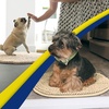 image:imageMuddy Mat Shown on TV  Super Absorbent Microfiber Dog Door Mat for Muddy Paws NonSlip Washable Pet Rug Quick Dry Chenille Entryway Carpet Machine Washable Indoor Outdoor Mat Grey Oval 3ft x 5ftBeige