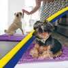 image:imageMuddy Mat  Super Water Absorbent Door Mat Indoor Microfiber Quick Dry Chenille Entryway Rug Slip Resistant Front Door Mat Indoor Mats for Entryway Machine Washable Pet Rug Purple 48x72