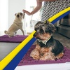 image:imageMuddy Mat  Super Water Absorbent Door Mat Indoor Microfiber Quick Dry Chenille Entryway Rug Slip Resistant Front Door Mat Indoor Mats for Entryway Machine Washable Pet Rug Dark Purple 19x30
