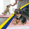 image:imageMuddy Mat  Super Water Absorbent Door Mat Indoor Microfiber Quick Dry Chenille Entryway Rug Slip Resistant Front Door Mat Indoor Mats for Entryway Machine Washable Pet Rug Pink 18x28