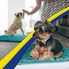 image:imageMuddy Mat  Super Water Absorbent Door Mat Indoor Microfiber Quick Dry Chenille Entryway Rug Slip Resistant Front Door Mat Indoor Mats for Entryway Machine Washable Pet Rug Teal 24x60